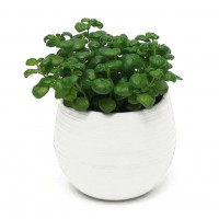 5pcs Micelec Cute Succulent Plants Flower Pot Saucer Tray Planter Home Desk Garden Decor   